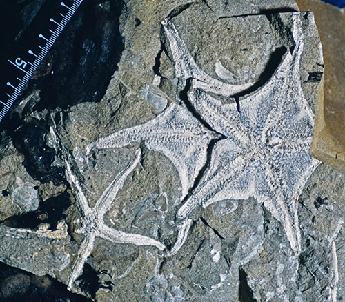 シンポジウム「深海からのタイムカプセル」イメージ画像